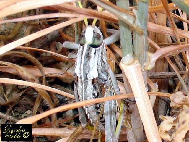 Cavalletta o Locusta? - Pamphagus sardeus