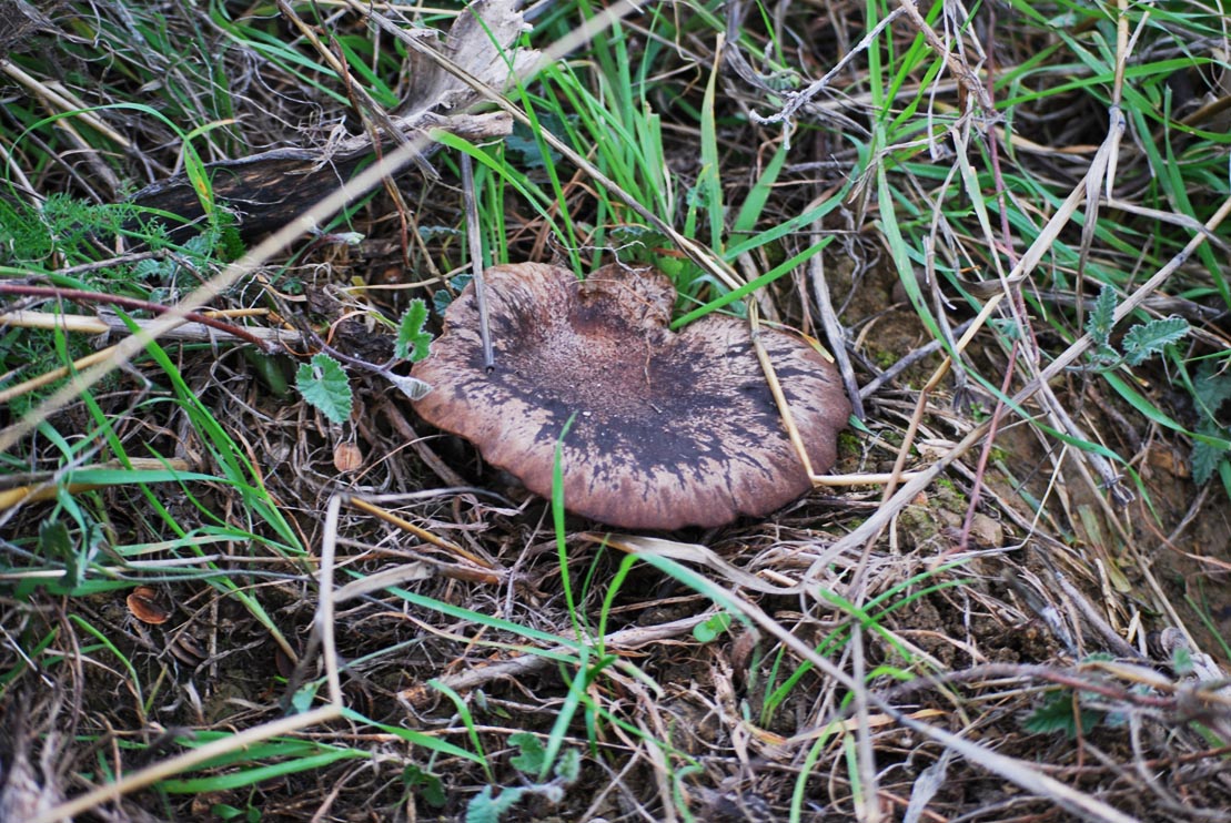 Pleurotus eryngii