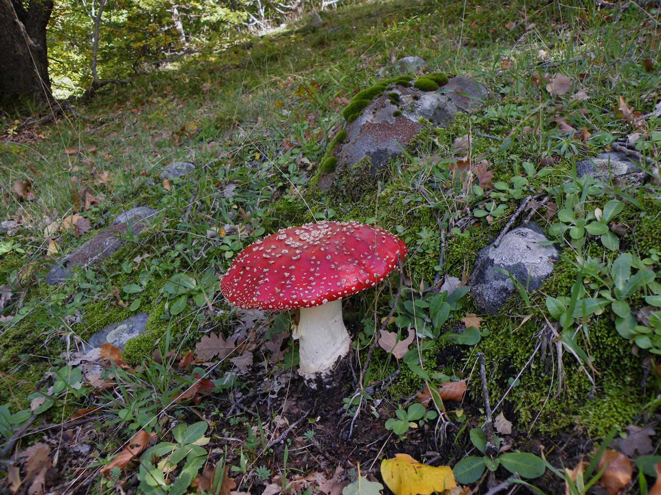 Amanita muscaria 13.10.09