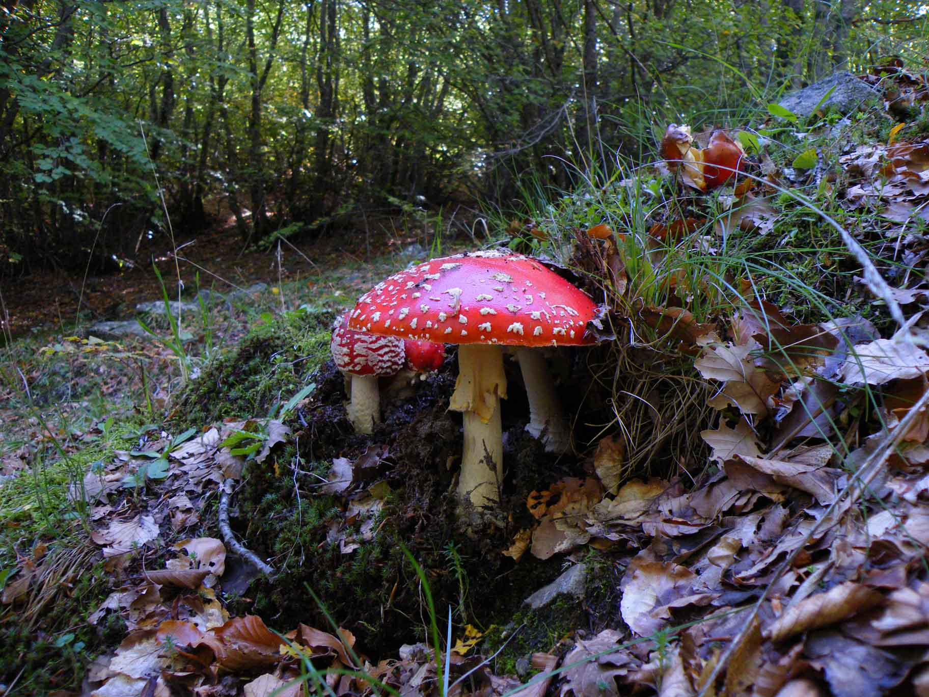 Amanita muscaria 13.10.09