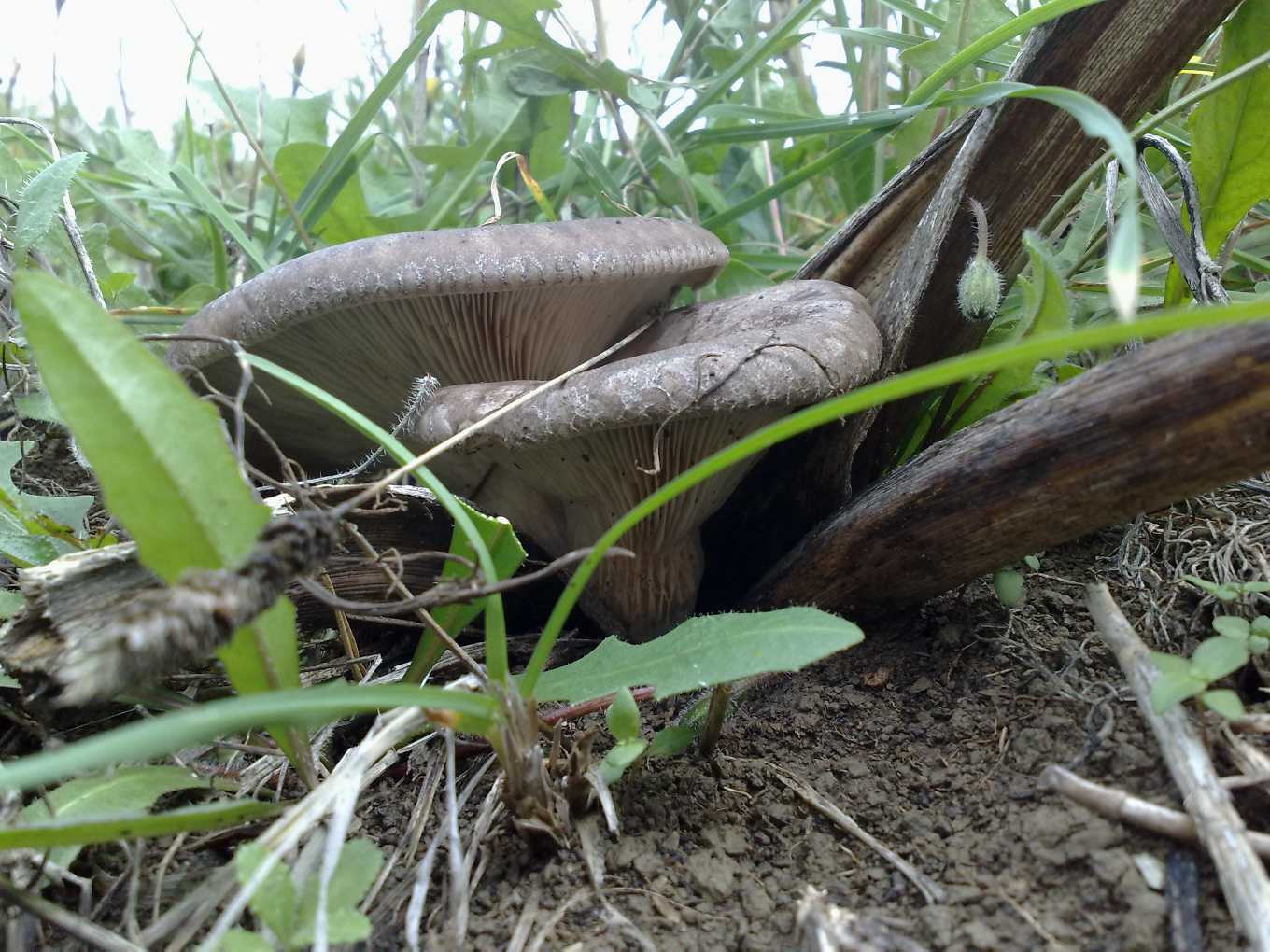 pleurotus eryngii var. ferulae