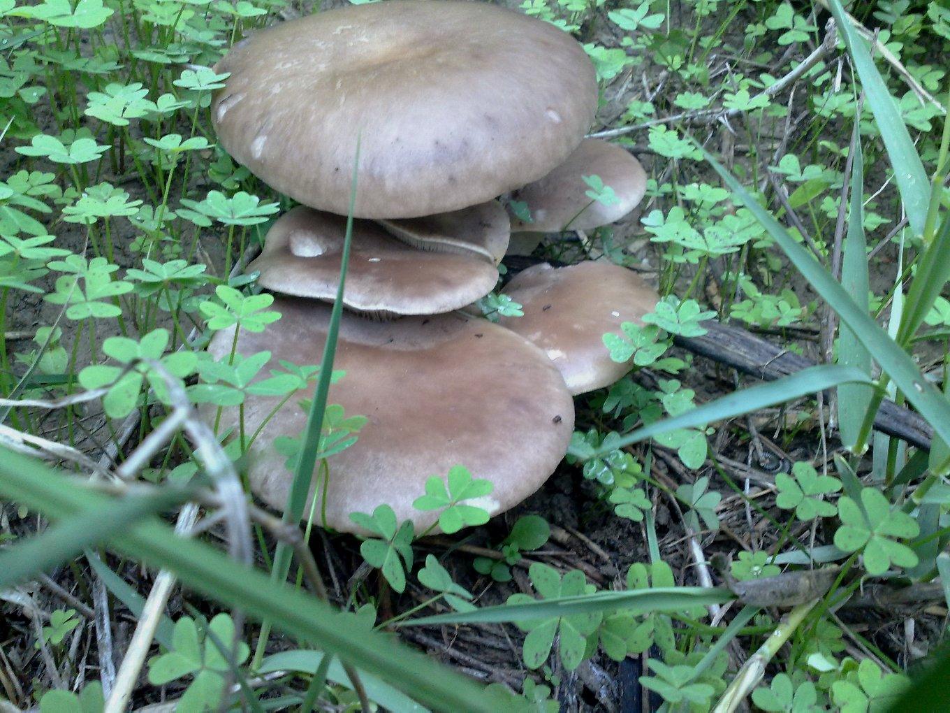 pleurotus eryngii var. ferulae