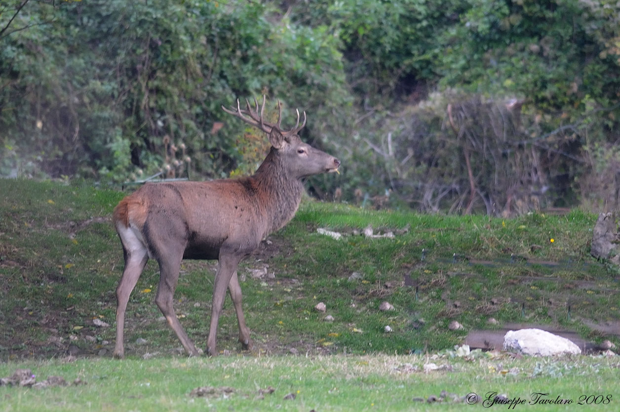 Cervo maschio e cervo femmina.