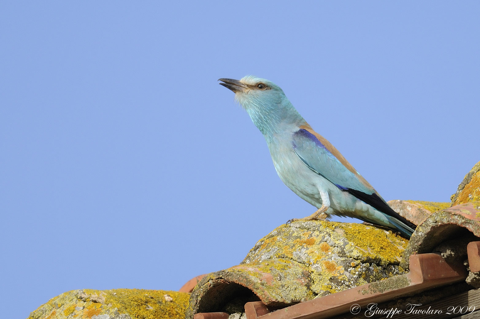 Richiamo d''amore della Ghiandaia marina (Coracias garrulus)