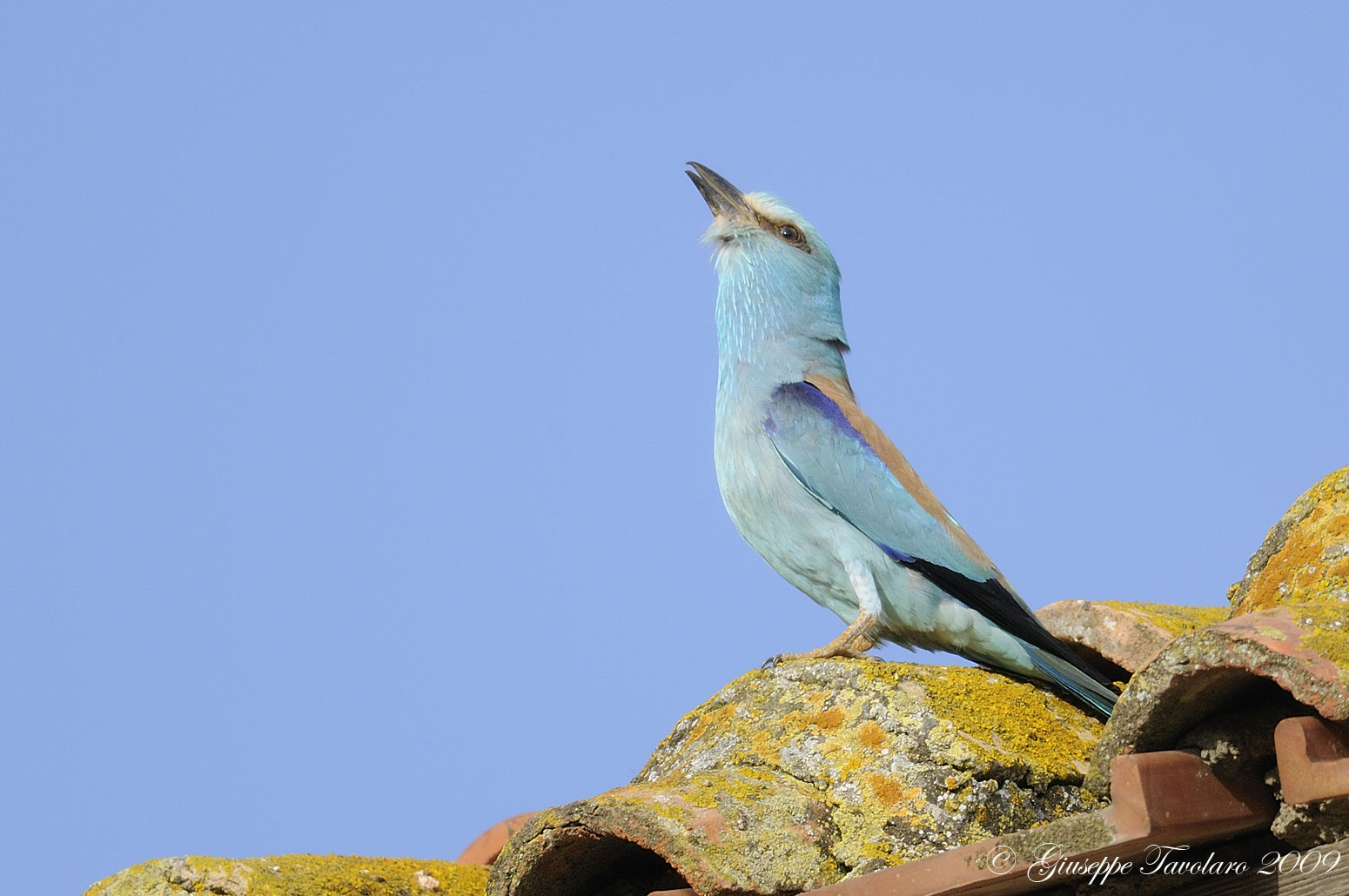 Richiamo d''amore della Ghiandaia marina (Coracias garrulus)