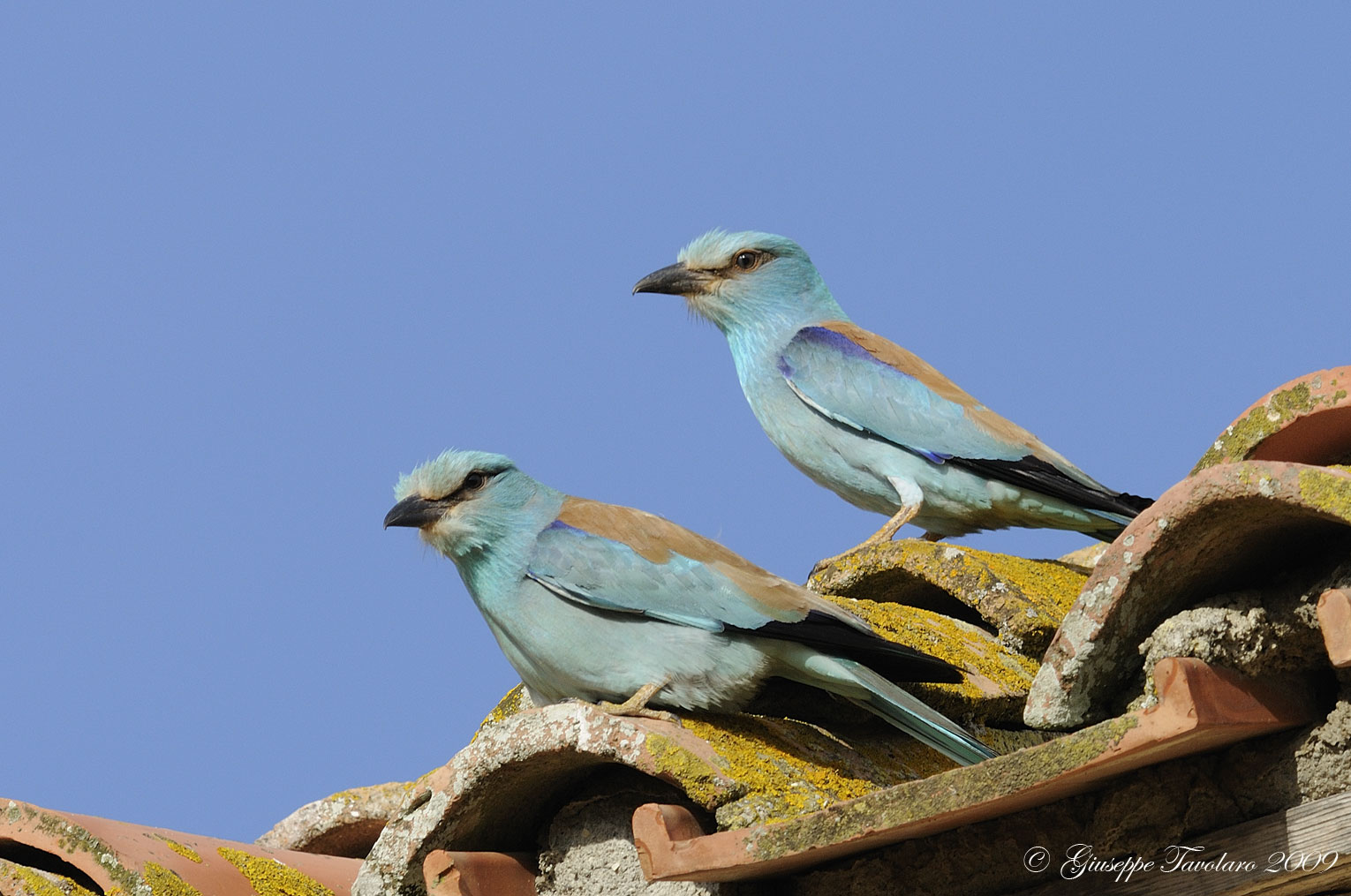 Richiamo d''amore della Ghiandaia marina (Coracias garrulus)