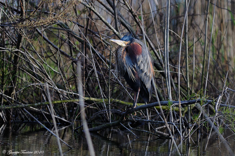 Airone rosso (Ardea purpurea)