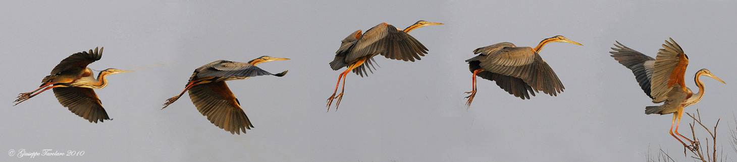 Dinamismo dell''airone rosso (Ardea purpurea).