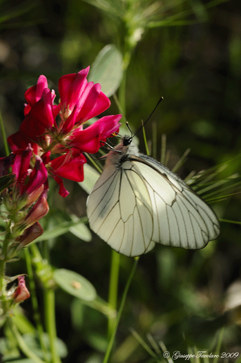 Pieride del Biancospino (Aporia crataegi).