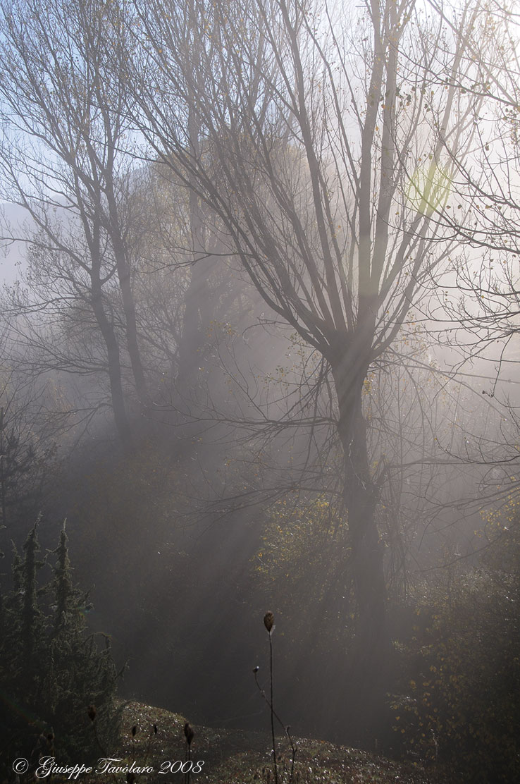 Di prima mattina, nel bosco misterioso.