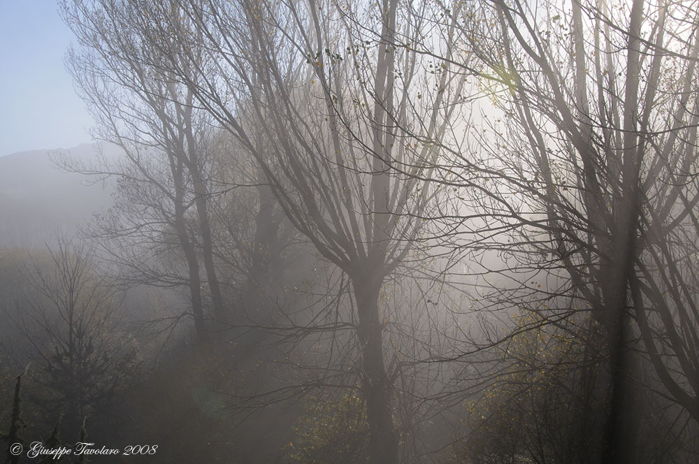 Di prima mattina, nel bosco misterioso.