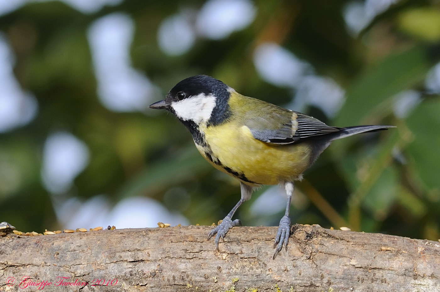 Cinciallegra (Parus major)