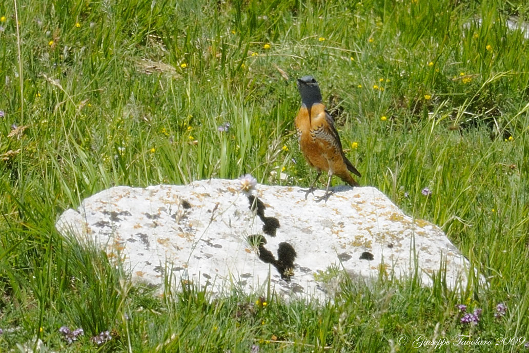 Codirossone (Monticola Saxatilis)