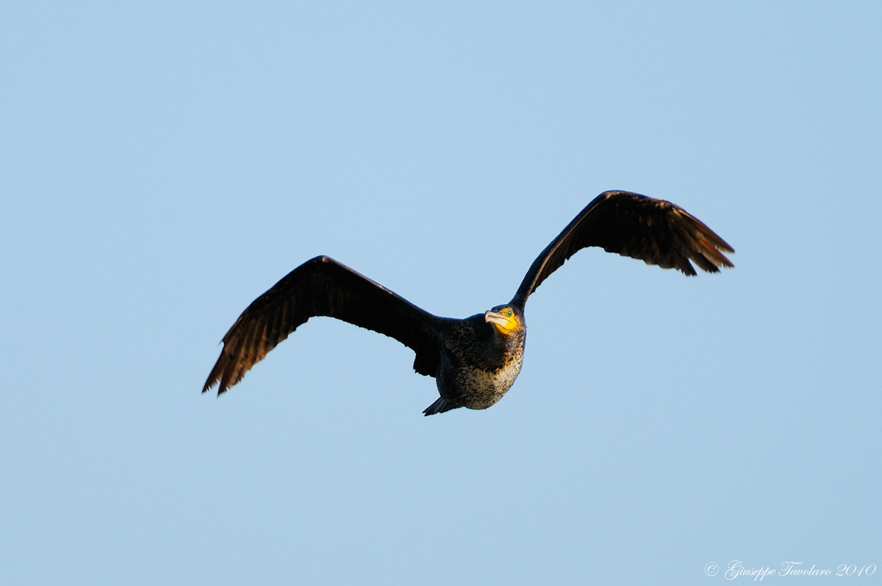 Cormorano (Phalacrocorax carbo).