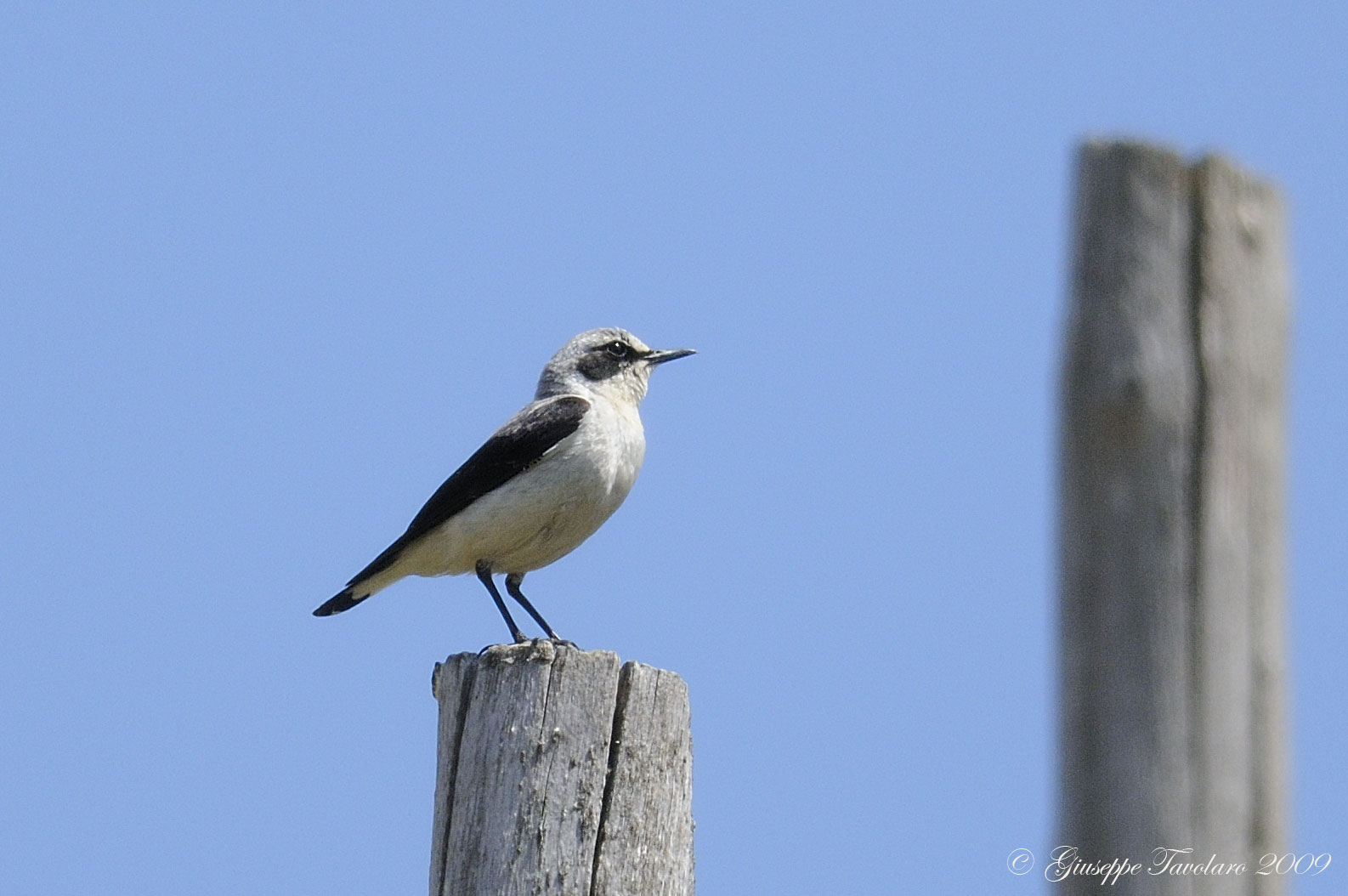 Culbianco (Oenanthe oenanthe).