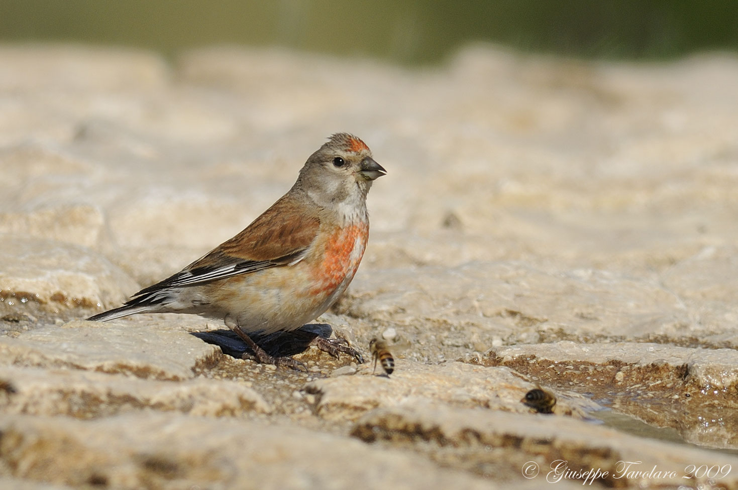 Fanello (Carduelis cannabina)....