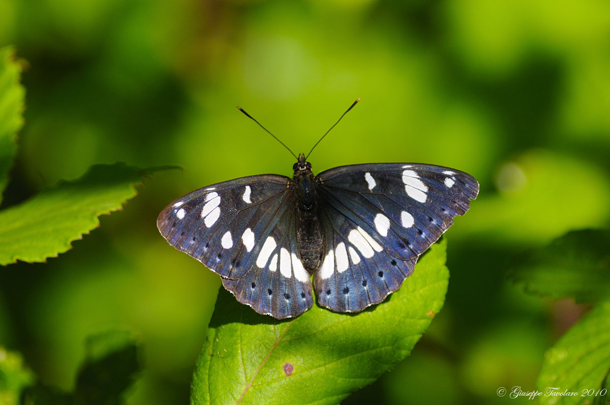 Aiuto identificazione farfalla. - Limenitis reducta