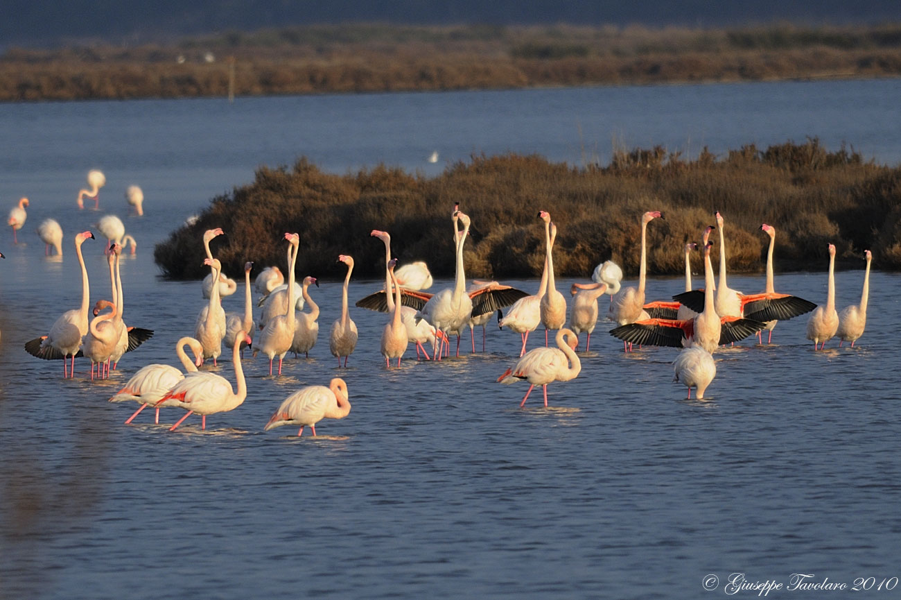 Fenicotteri (Phoenicopterus ruber) a Orbetello