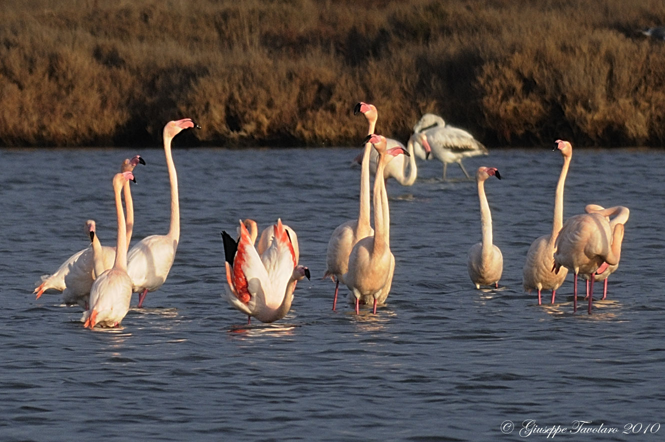 Fenicotteri (Phoenicopterus ruber) a Orbetello