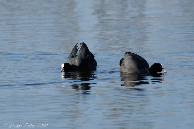 La lotta delle folaghe (Fulica atra).