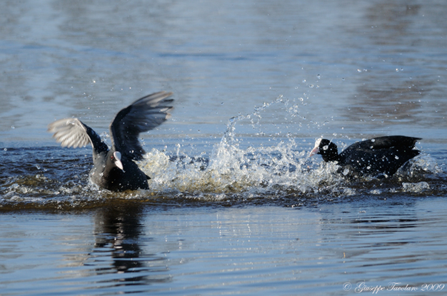 La lotta delle folaghe (Fulica atra).