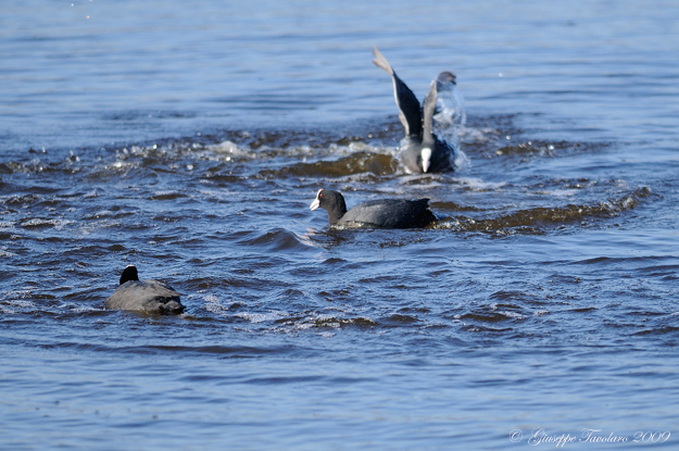 La lotta delle folaghe (Fulica atra).