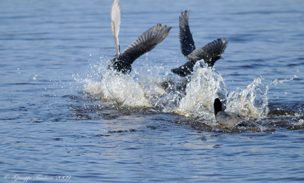 La lotta delle folaghe (Fulica atra).