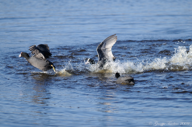 La lotta delle folaghe (Fulica atra).