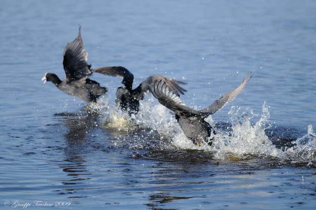 La lotta delle folaghe (Fulica atra).