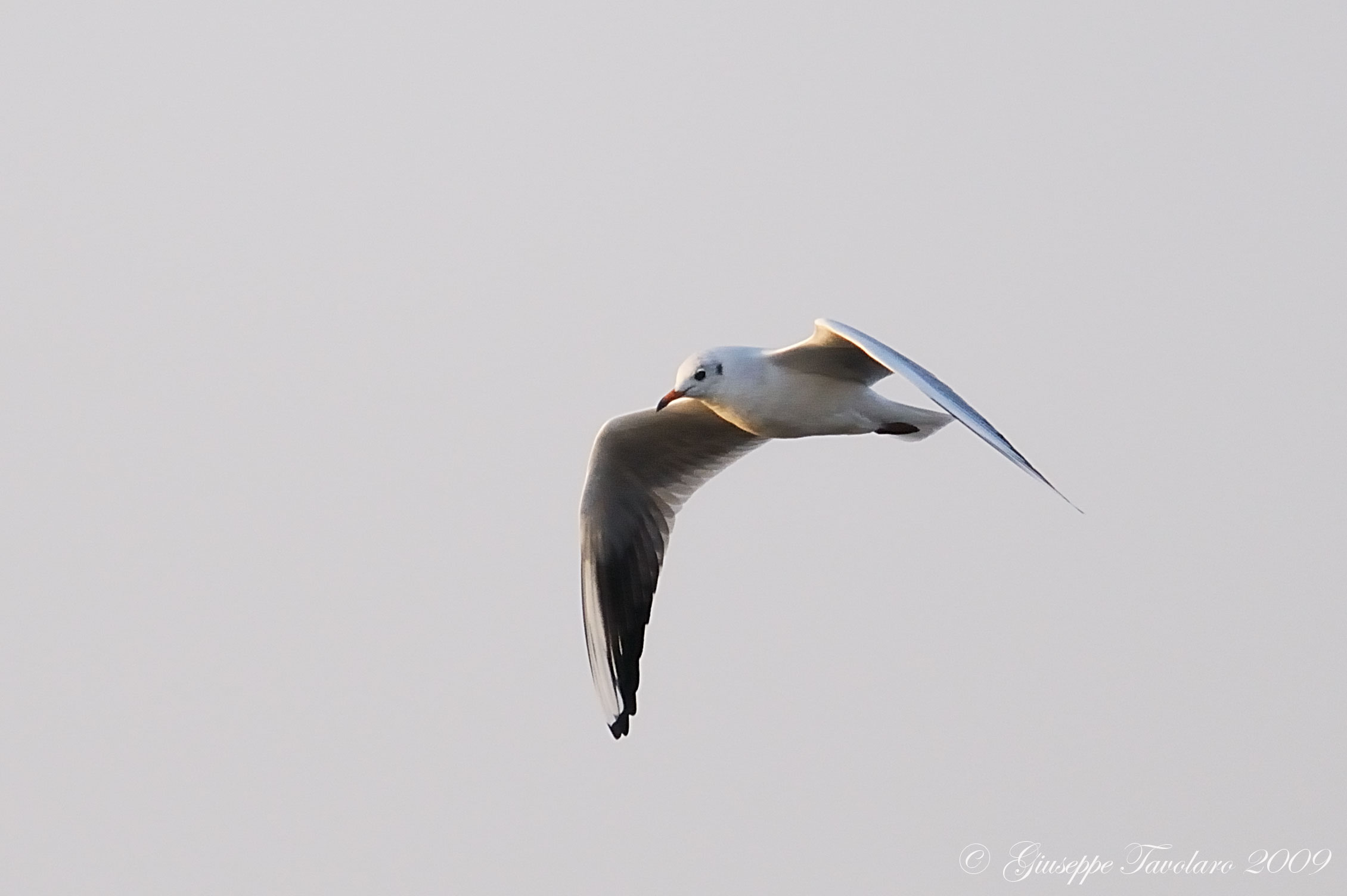 Gabbiano comune (Larus ridibundus)?