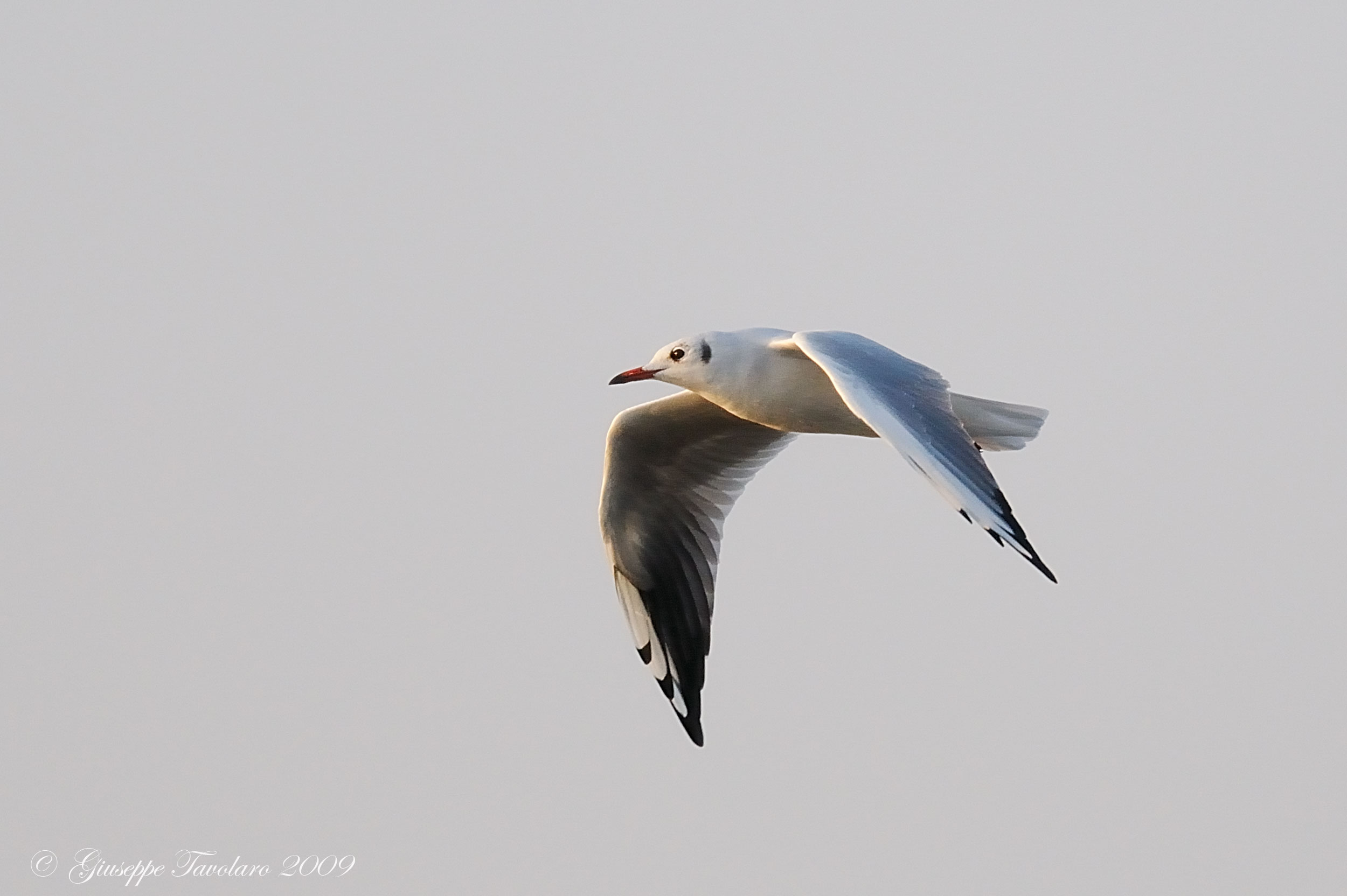 Gabbiano comune (Larus ridibundus)?