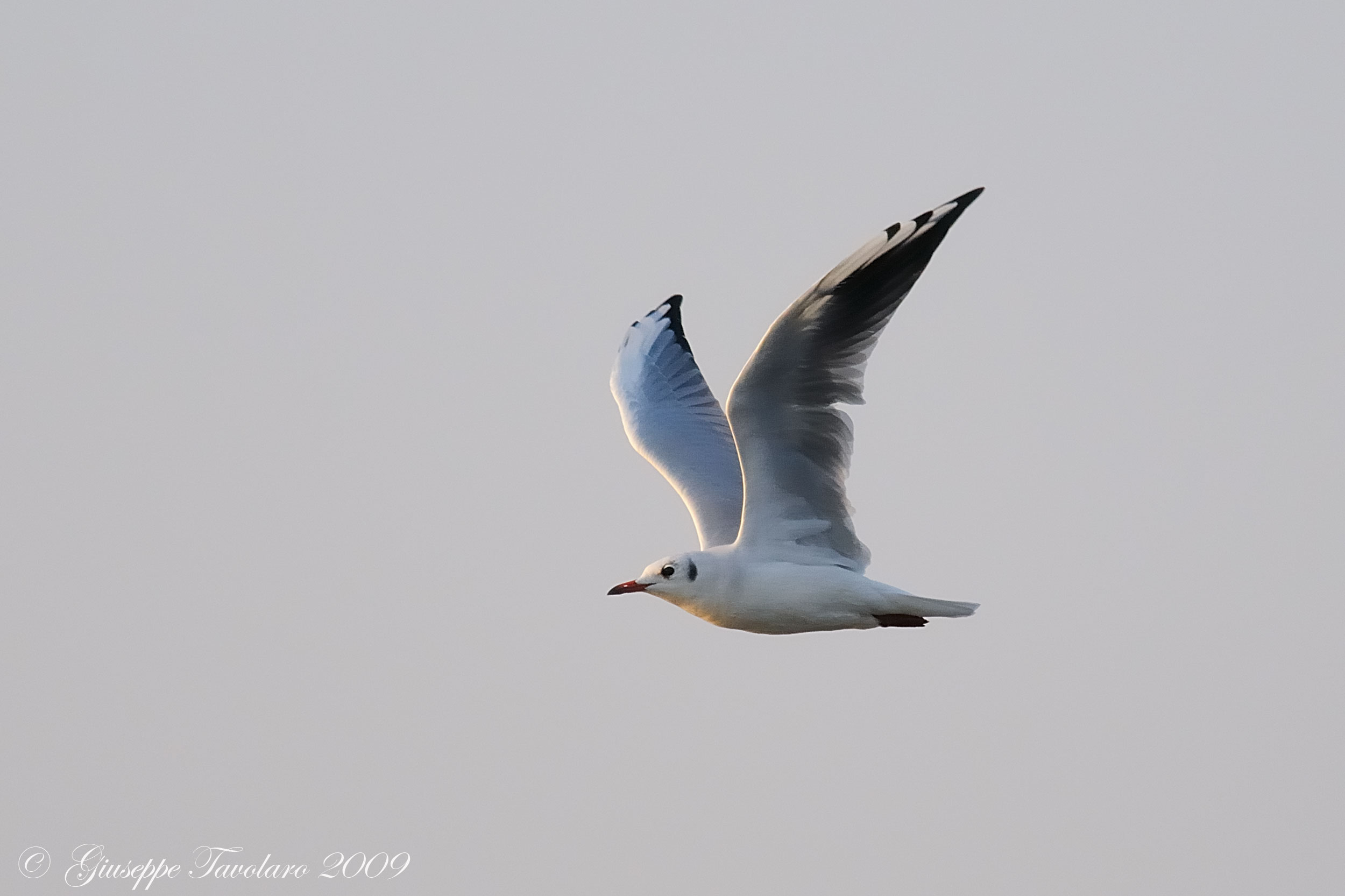 Gabbiano comune (Larus ridibundus)?