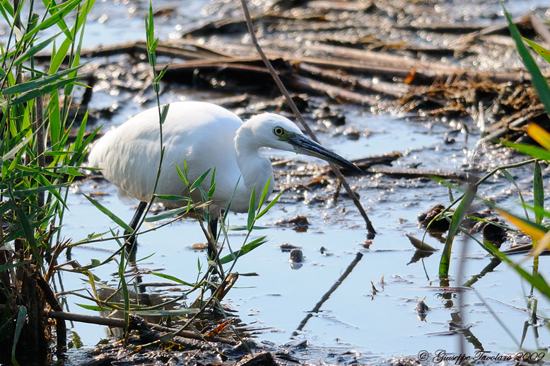 Garzetta (Egretta garzetta) in agguato.