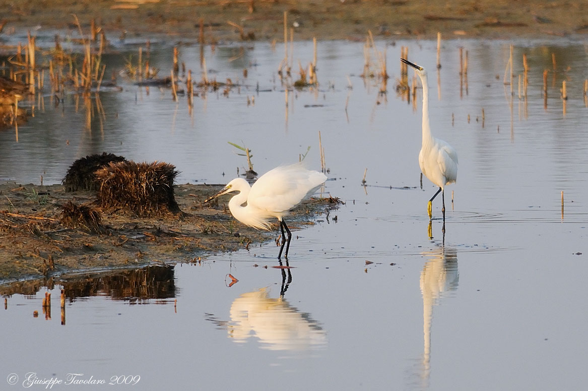 Lite tra Garzette (Egretta garzetta).