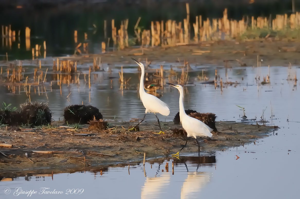 Lite tra Garzette (Egretta garzetta).