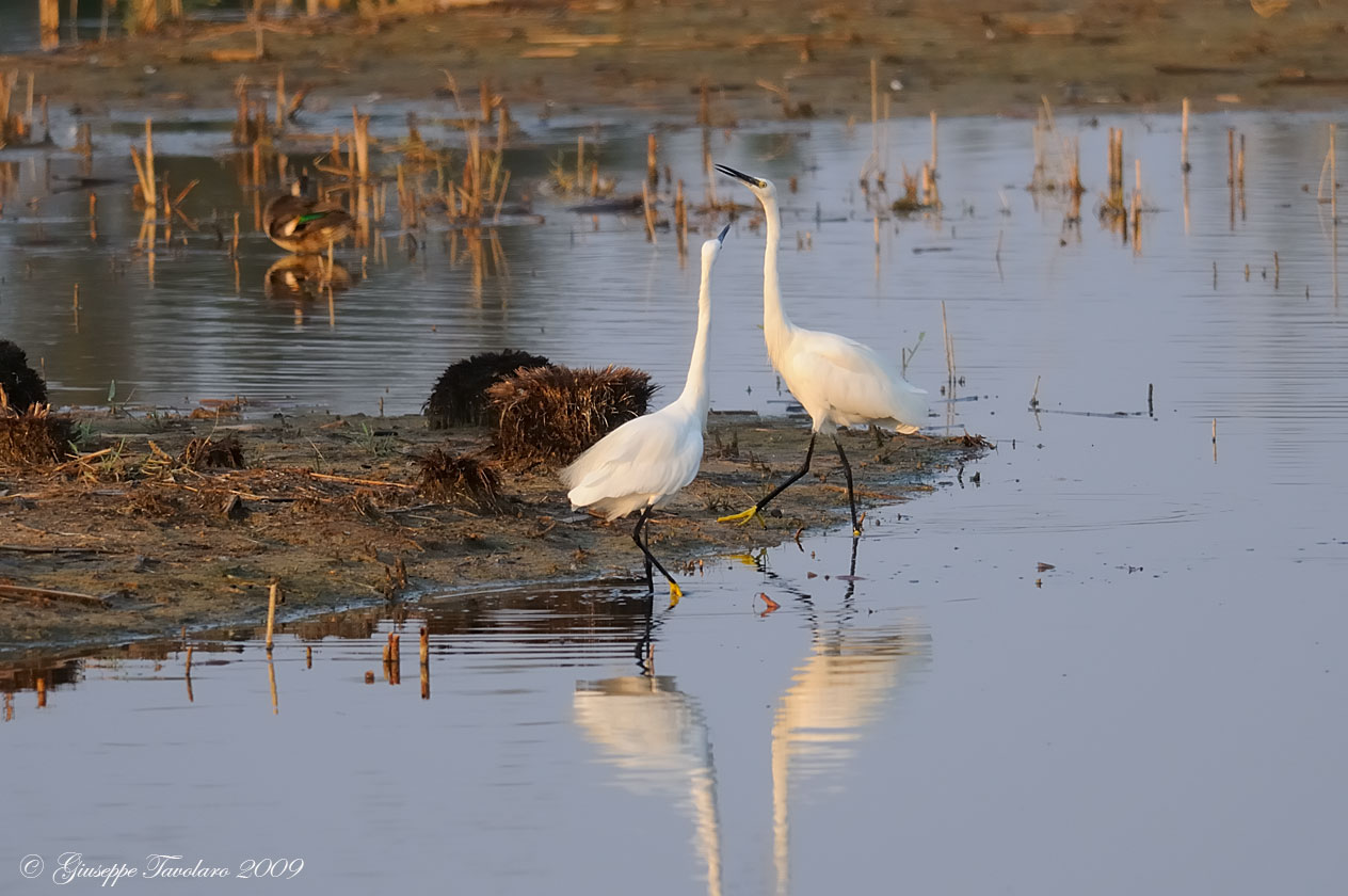 Lite tra Garzette (Egretta garzetta).