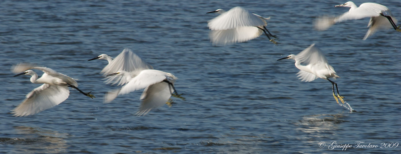 Garzette (Egretta garzetta) in volo.