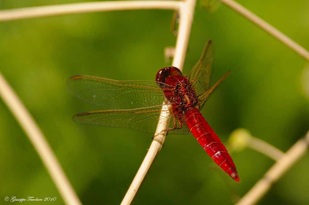 Libellula rossa. - Crocothemis erythraea (maschio)