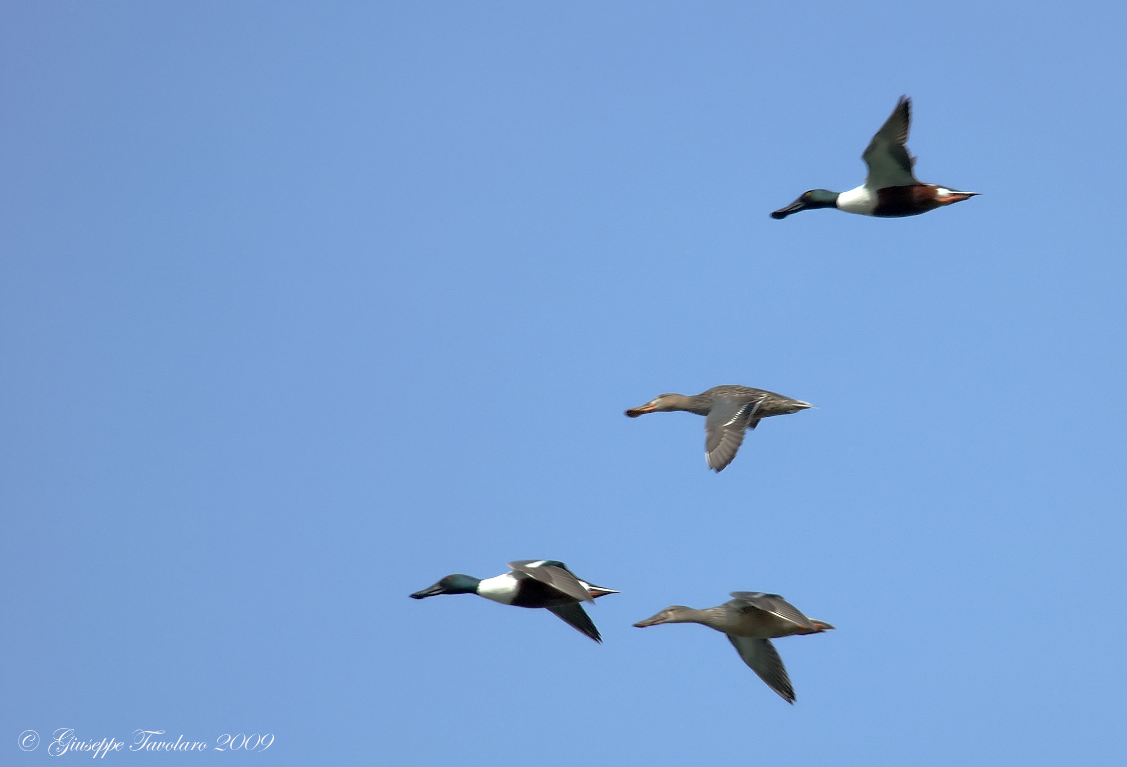 Volo di Mestoloni (Anas clypeata).