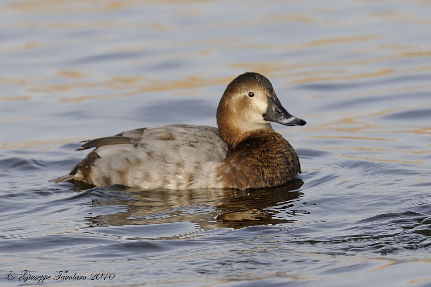 Moriglione (Aythya ferina)