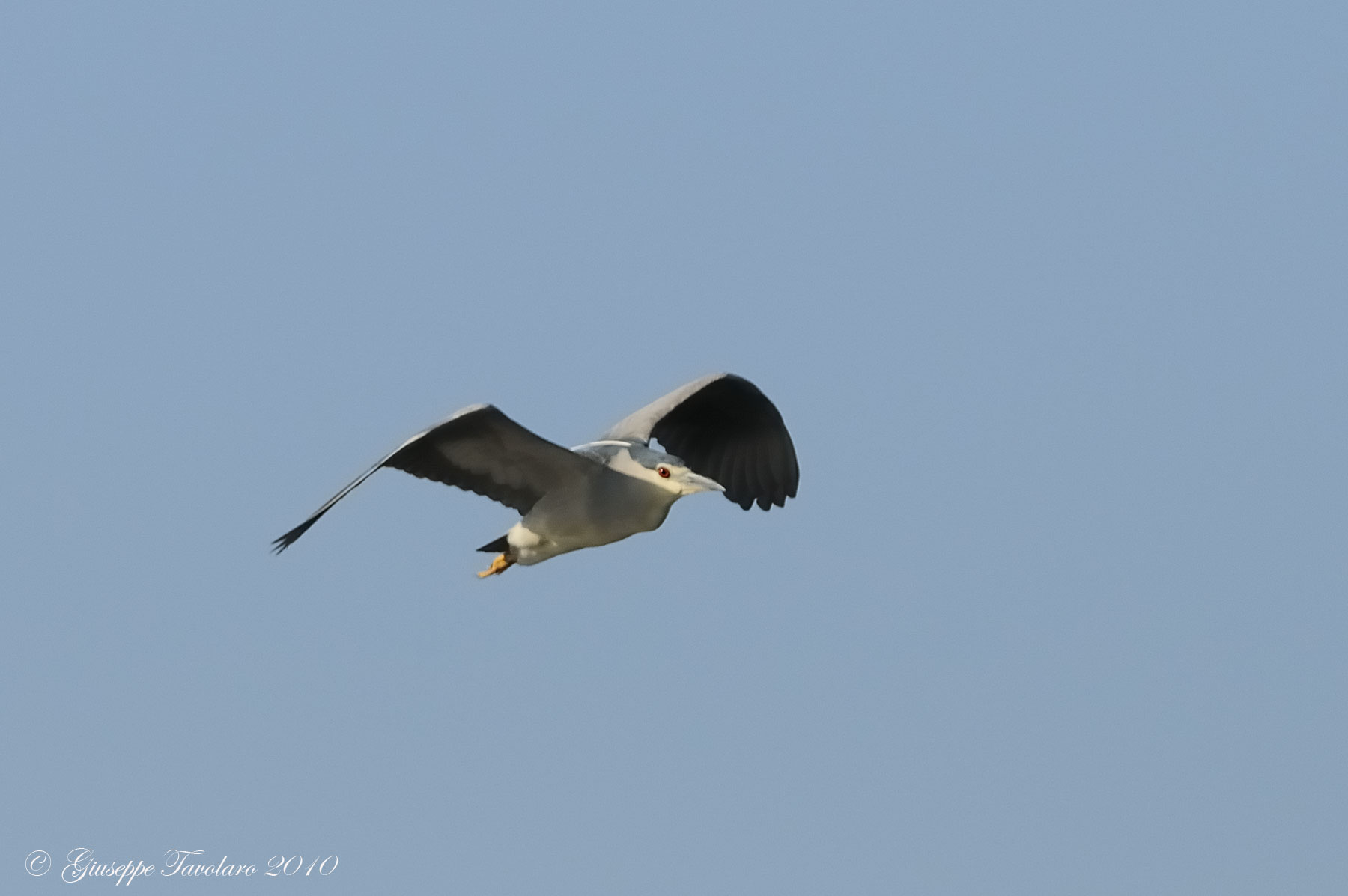 Nitticora (Nycticorax nycticorax) in volo.