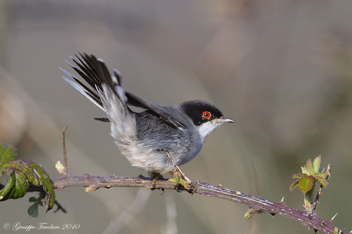 Occhiocotto (Sylvia melanocephala)