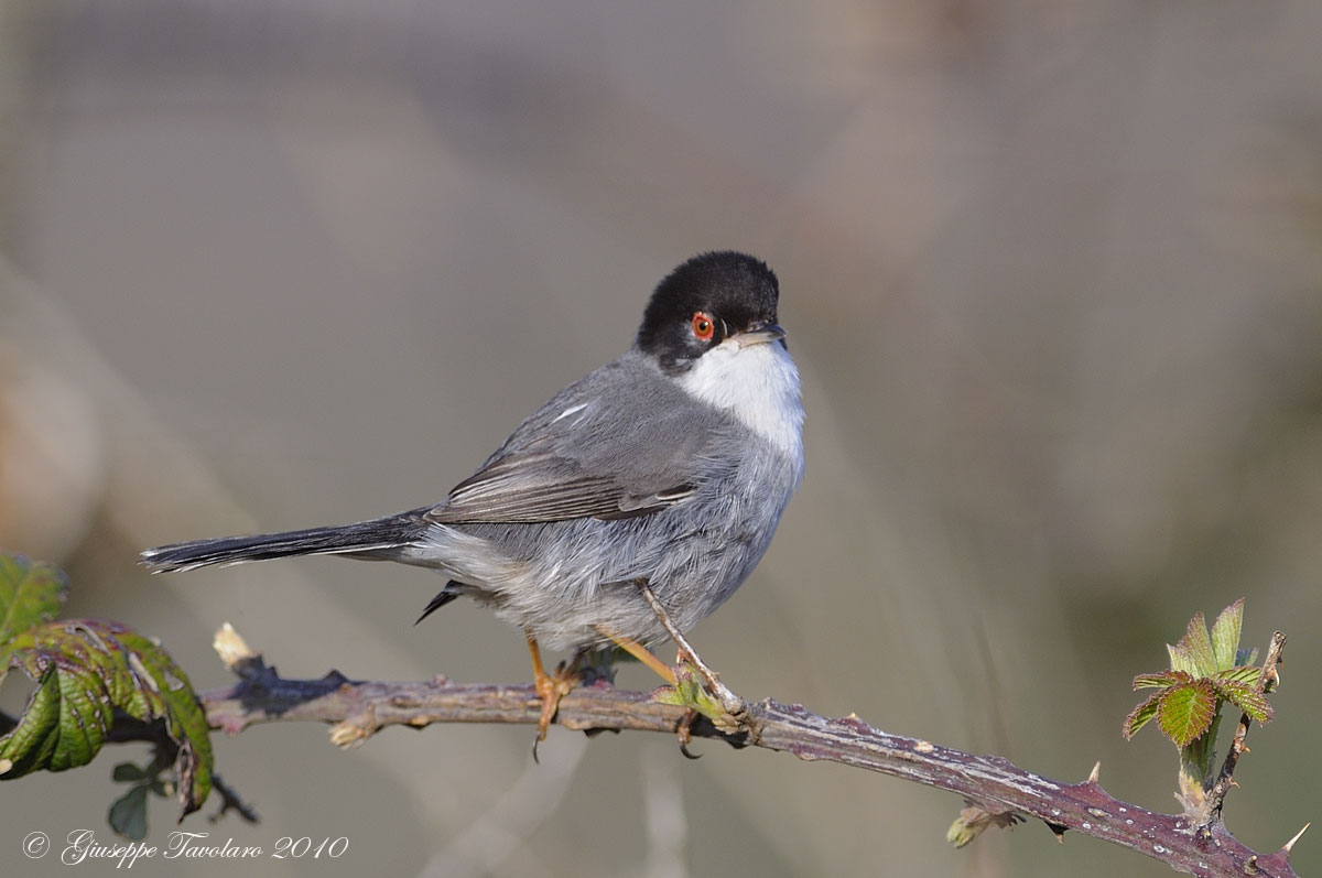 Occhiocotto (Sylvia melanocephala)