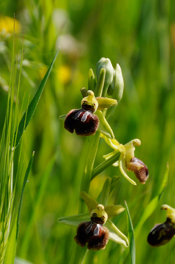 Orchiudee da identificare