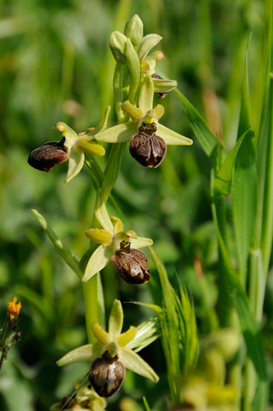 Orchiudee da identificare