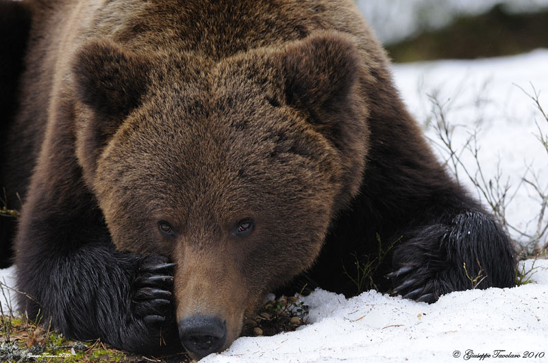 Orso bruno finlandese.