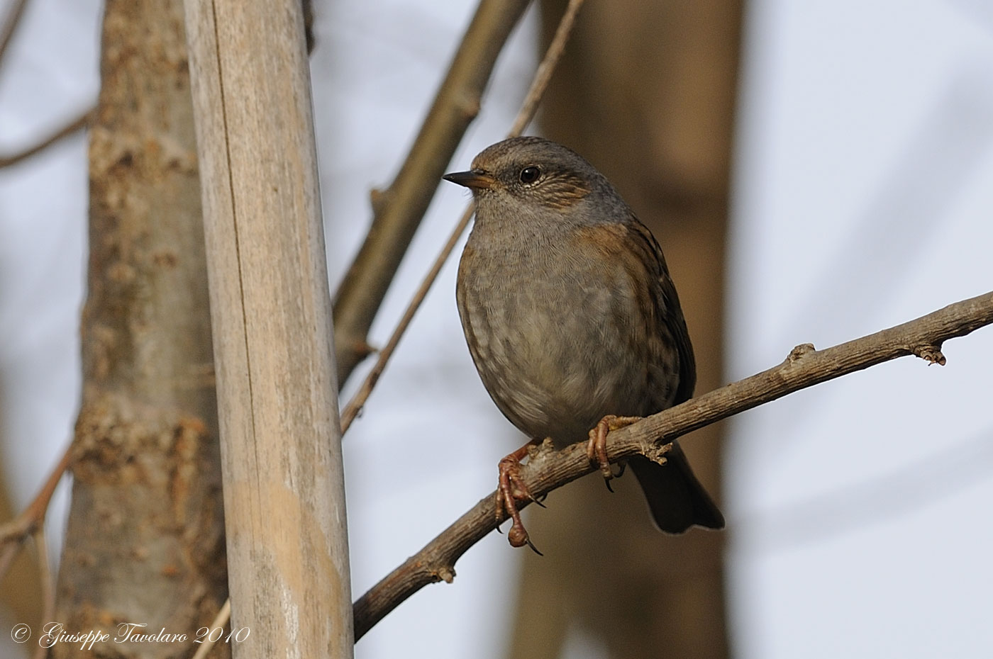 Passera scopaiola (Prunella modularis)