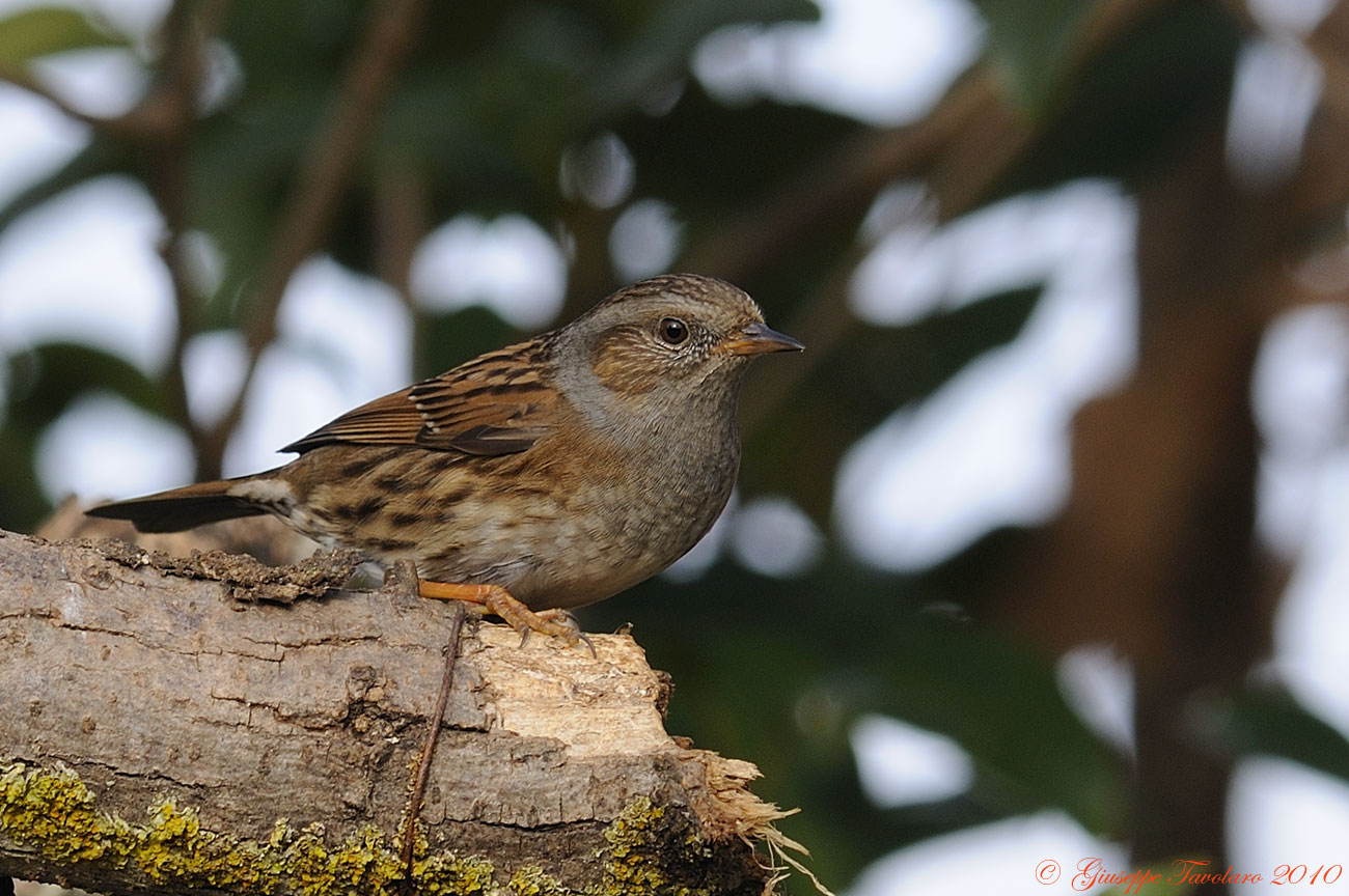 Passera scopaiola (Prunella modularis)