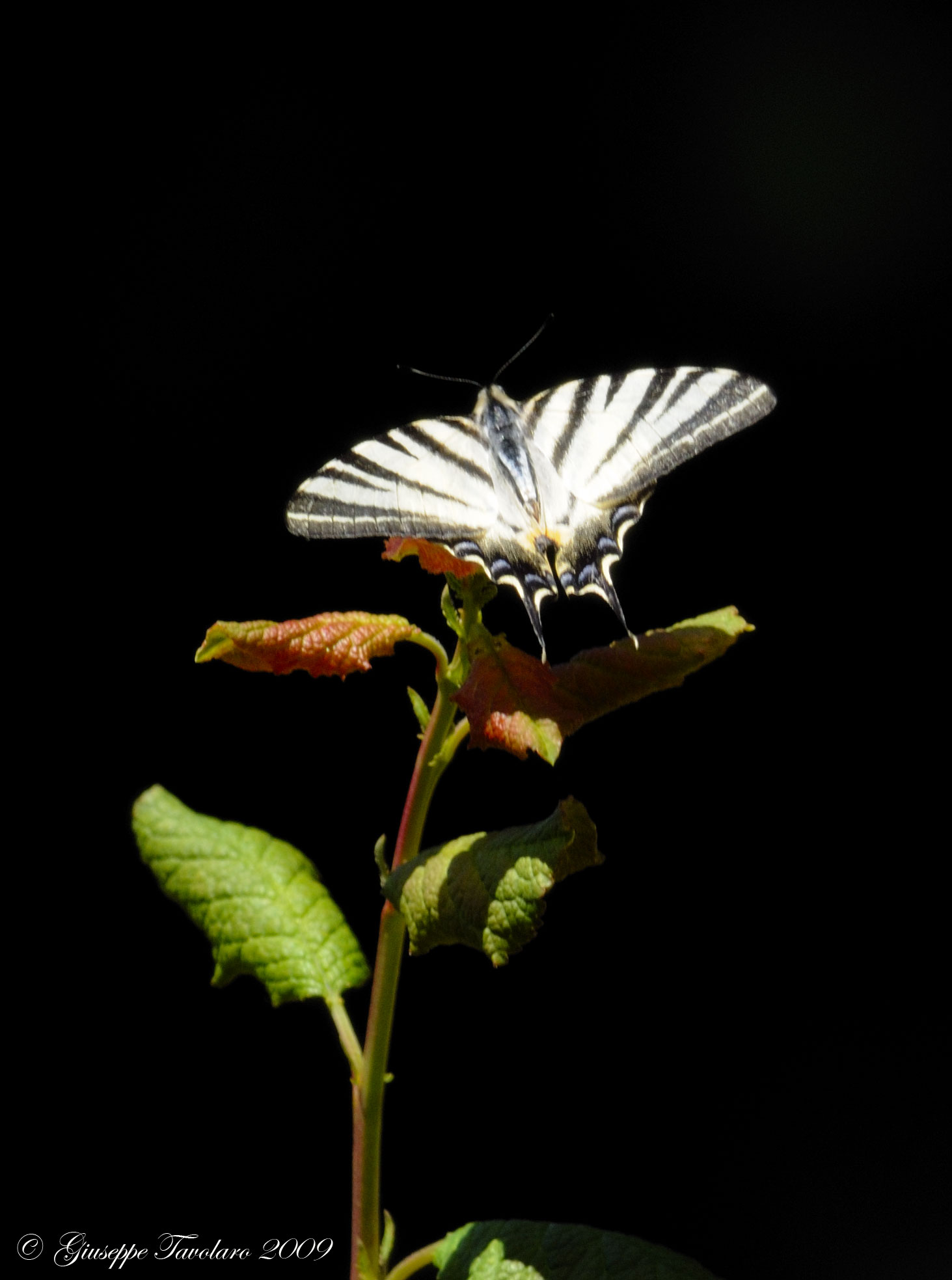 Iphiclides podalirius