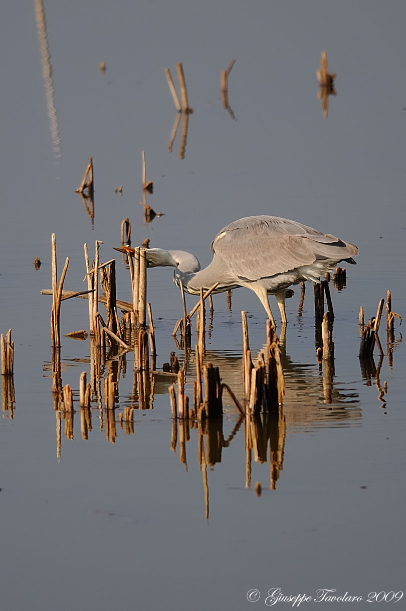 Ardea cinerea: pulizia del becco?